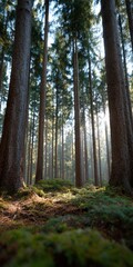 Fototapeta premium Tall pine forest with morning sunlight beams filtering through trunks over mossy forest floor creating tranquil vertical woodland scene in misty early light