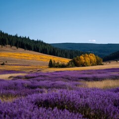 Naklejka premium Vast lavender field golden meadow with autumn trees by pine forest under clear blue sky and rolling hills landscape