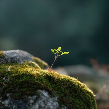 Small green seedling on vibrant mossy rock in soft sunlight, solitary young shoot emerging from stone, nature microlandscape with shallow depth and serene bokeh