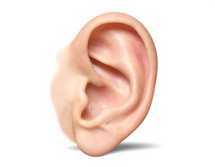 Naklejka premium Detailed human ear illustration, showcasing intricate folds and textures against a clean, bright background