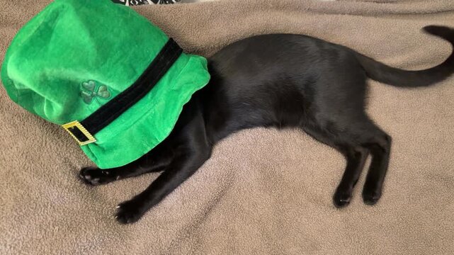 Cute black kitten playfully hiding and popping its head out of a large green leprechaun hat for saint patrick's day, lying on a soft brown blanket, looking at the camera curiously
