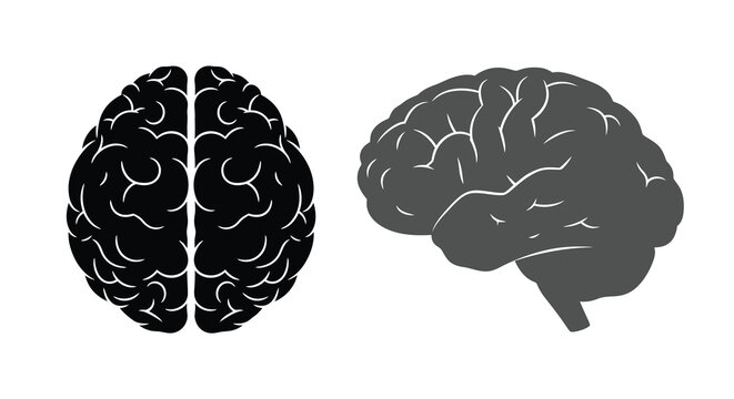 A detailed illustration depicts two views of a human brain showcasing its complex structure and form high quality professional