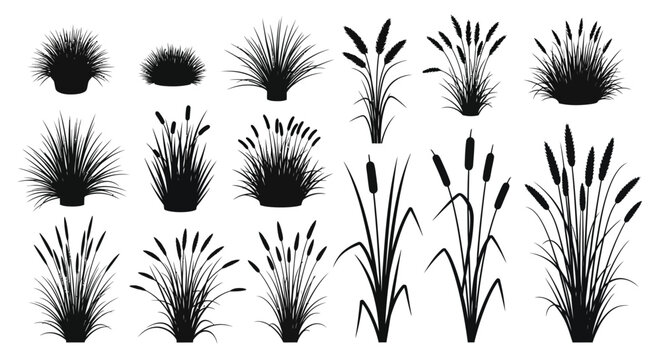 A collection of black silhouettes showcases diverse grasses reeds and cattails illustrating botanical variations high quality professional detailed modern
