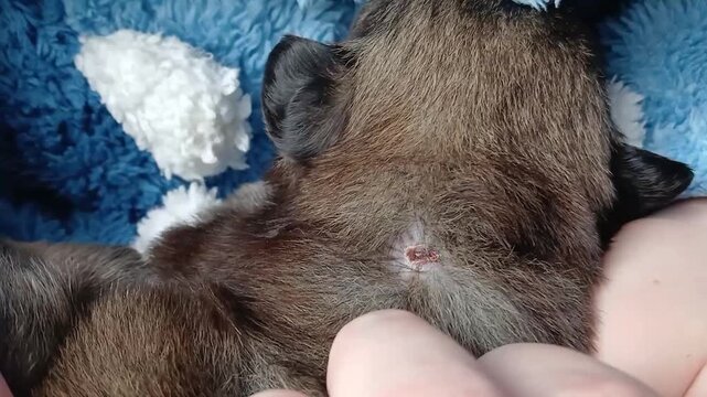 Stock video of a wound on a small puppy healing after a dog bite. Helping an animal