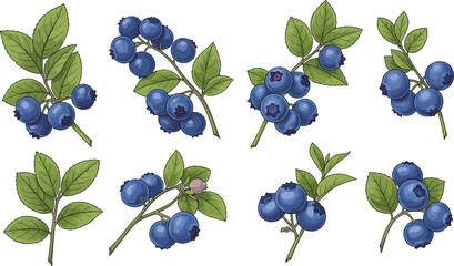 Blueberry branches watercolor set. Fresh wild blueberries with green leaves. Hand drawn botanical berry illustration collection. © HELEN QUEEN
