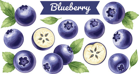 Blueberry fruit vector set. Fresh ripe blueberries with leaves and sliced berry. Juicy organic berry illustration collection. © HELEN QUEEN