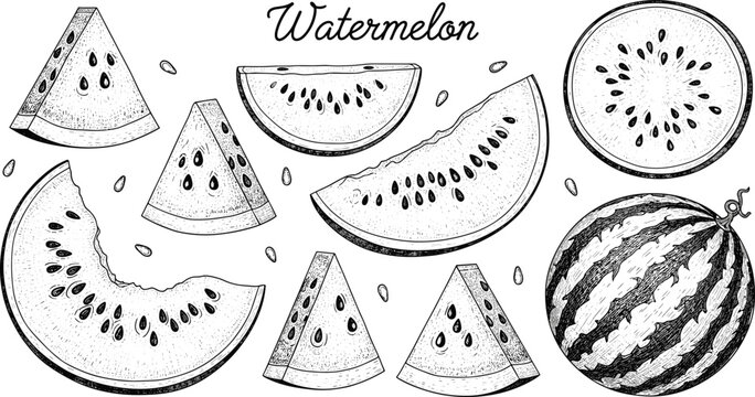 Hand drawn watermelon fruit sketch set. Vintage engraved watermelon slices and whole fruit. Black and white botanical food illustration collection.