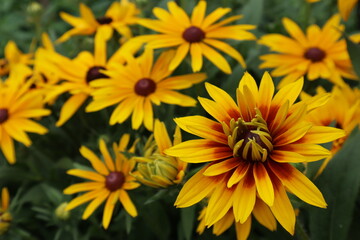 Yellow rudbeckia flowers in the garden. Autumn flowers.