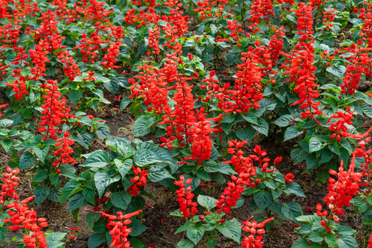 Red Salvia splendens Vista Red blooming in the flowerbed.