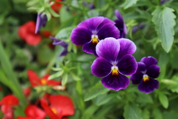 Fototapeta premium Viola flowers in the garden. Beauty in nature.