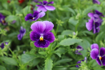 Fototapeta premium Viola flowers in the garden. Beauty in nature.