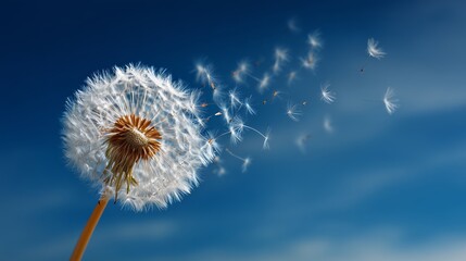 Obraz premium Dandelion seed head releases delicate seeds into a bright blue sunny sky during a warm day