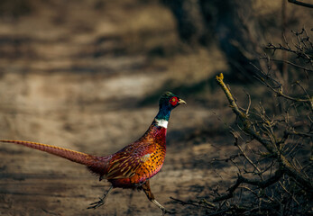 Fototapeta premium pheasant in the wild