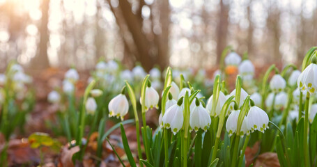 Close-up of blooming spring snowflake flowers (Leucojum vernum) growing in a forest. Fresh white blossoms with green stems in soft natural light create a peaceful spring nature scene.