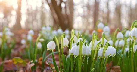Close-up of blooming spring snowflake flowers (Leucojum vernum) growing in a forest. Fresh white blossoms with green stems in soft natural light create a peaceful spring nature scene. © Jag_cz