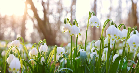 Naklejka premium Close-up of blooming spring snowflake flowers (Leucojum vernum) growing in a forest. Fresh white blossoms with green stems in soft natural light create a peaceful spring nature scene.