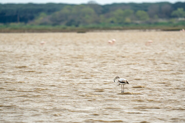Naklejka premium Italy Tuscany Maremma Castiglione della Pescaia, natural reserve of Diaccia Botrona a young, solitary flamingo