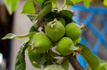 Obraz premium Cluster of young green apples growing on apple tree branch close up