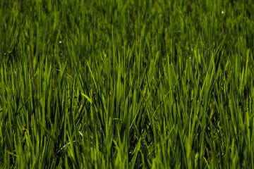 Obraz premium Vibrant green grass blades in high contrast light and shadow. Ideal for organic textures, environmental concepts, lawn care, and sustainability-themed backgrounds.