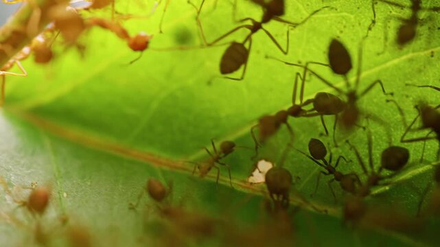 Extreme macro view from inside a leaf nest showing red ants gathered together under a green leaf canopy. Detailed close up revealing insect colony life and interaction inside a natural leaf shelter.