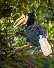 A Blyth's Hornbill © YK