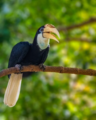 A Blyth's Hornbill © YK