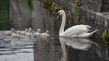 Naklejka premium swans on the lake