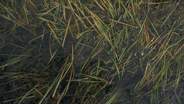 Lying submerged marsh grasses crossing diagonally in shallow marsh water, with bubbles and detritus