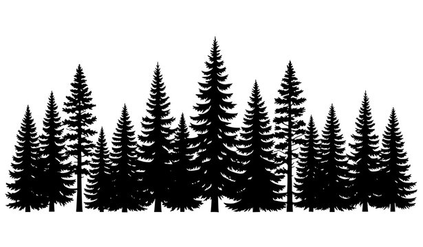 Tall Pine Tree Silhouettes Conifer Forest Line Vector Illustration