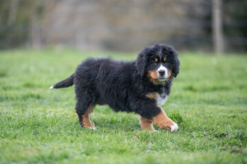 Portrait d'un jeune chiot bouvier bernois dans l'herbe, photo canin