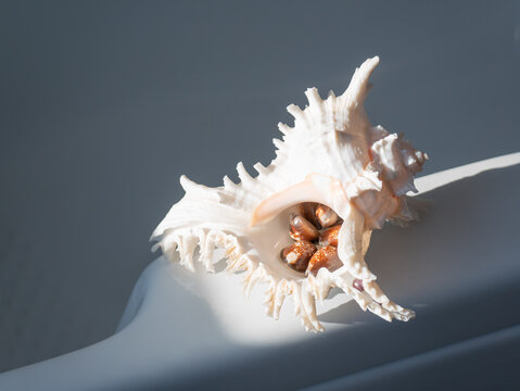 White murex seashell with small patterned shells inside. Marine collection item for interior decoration. Nature object representing ocean life and beach summer vacation concept.