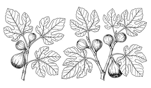 A black and white vector illustration of fig branches with leaves and fruit