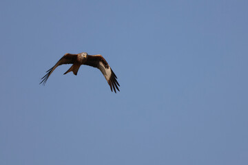 Rotmilan im Flug auf Beutesuche