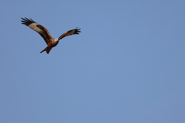 Obraz premium Rotmilan mit erhobenen Flügeln fliegend