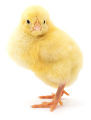 Small yellow chick standing isolated on white background © olhastock