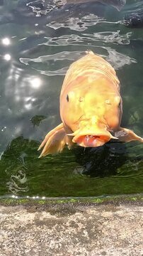 vertical video of Golden koi carp fish begging for food in a pond
