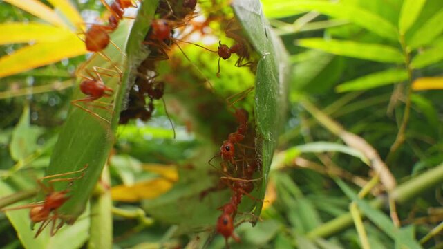 Macro close up of red ants moving along the edge of a folded leaf nest connected with silk fibers. Detailed view of insect colony activity and natural construction of a leaf shelter in tropical vegeta