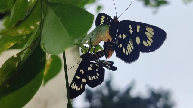 Two beautiful butterflies mating on green leaves, showing natural insect reproduction and vibrant wing patterns in tropical environment.