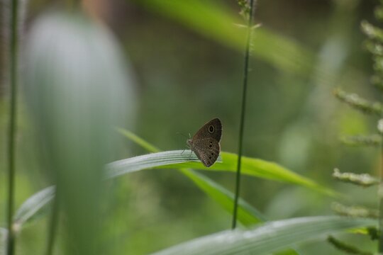 ​A macro shot of a brown Satyr butterfly (Ypthima) perched on a wild grass blade.