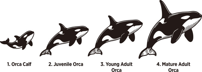 Fototapeta premium This black and white illustration clearly depicts the four main life stages of an orca, from calf to adult