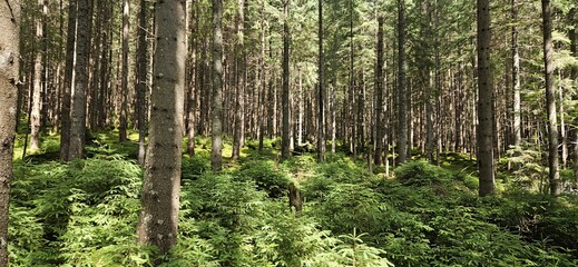 Portret drzew w lesie © Asnyko