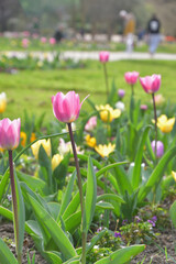 Obraz premium Tulips blooming in Jardin des Plantes, Paris, France, March 9, 2026