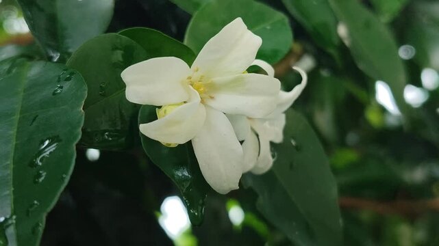 Murraya paniculata flowers blooming with small white petals and fragrant aroma, showing tropical ornamental plant beauty in garden environment.