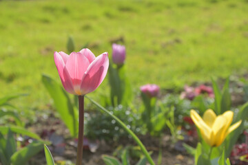 Fototapeta premium Tulips blooming in Jardin des Plantes, Paris, France, March 9, 2026