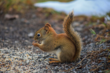 Fototapeta premium American red squirrel holding food in its paws