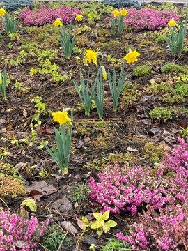 Gartengestaltung im Fr&uuml;hling mit Narzissen und Heilkraut