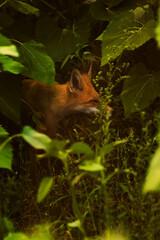 Fototapeta premium Red fox walking quietly through dense green forest vegetation, partially hidden among leaves and plants in soft natural light. The atmospheric wildlife moment reflects the beauty of nature and the