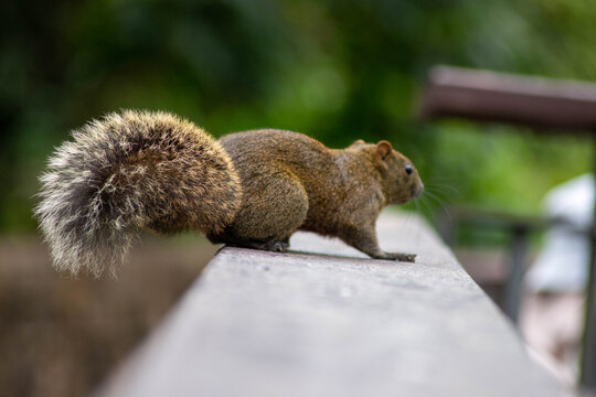 A red-bellied tree squirrel (Callosciurus erythraeus) perched on a wooden fence in an urban park in Taipei.	