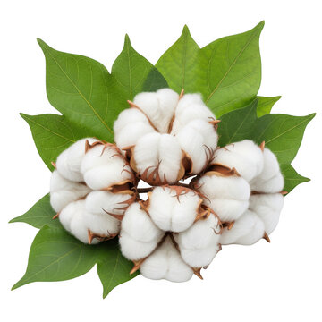 Cotton Boll with Green Leaves isolated on transparent background