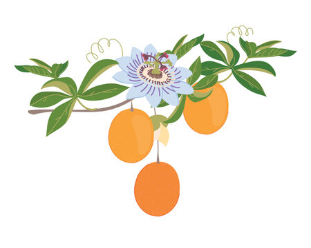 Granadilla branch with fruits, flowers, and leaves. Fresh, sweet passion fruit. Tropical vine. Colored vector illustration of blue passionflower.